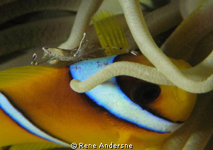 shoote in the redsea by Rene Andersne 